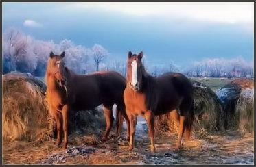 Canon City Florence Colorado Bed Breakfast Horses Welcome