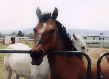 Horses Welcome at Canon City Florence Colorado Bed Breakfast