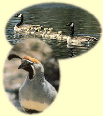 Quail and Geese on Pond at Canon City Florence Colorado Bed Breakfast