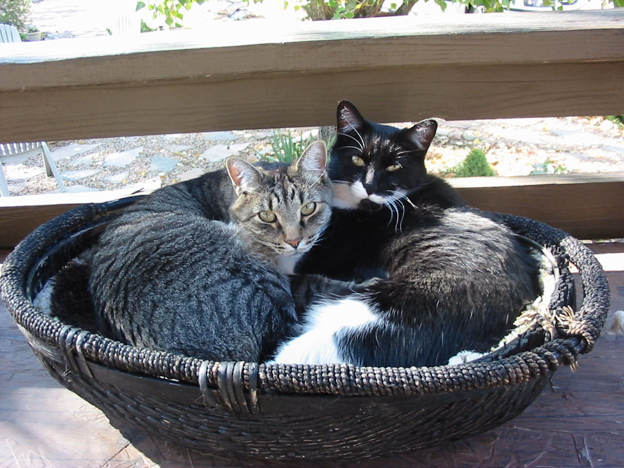 10 Resident Cats at Canon City Florence Colorado Bed Breakfast