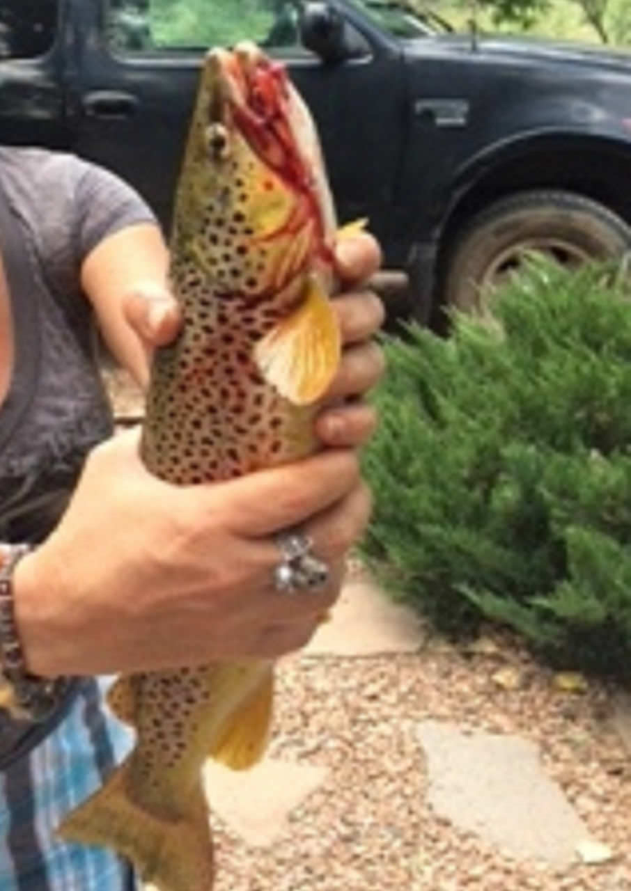 7 Nice Trout Caught at Canon City Florence Colorado Bed Breakfast