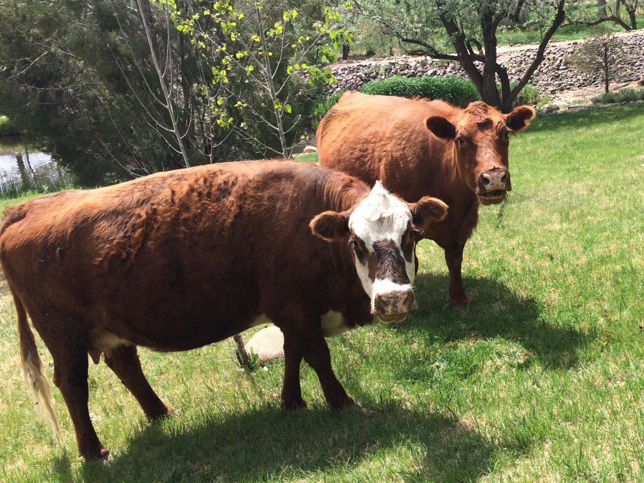 9 Candas Cows at Canon City Florence Colorado Bed Breakfast