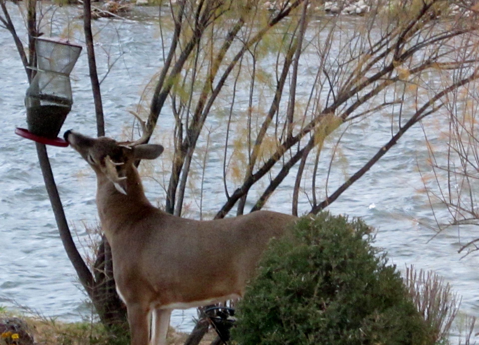 9 Deer Helps Himself at Canon City Florence Colorado Bed Breakfast scaled