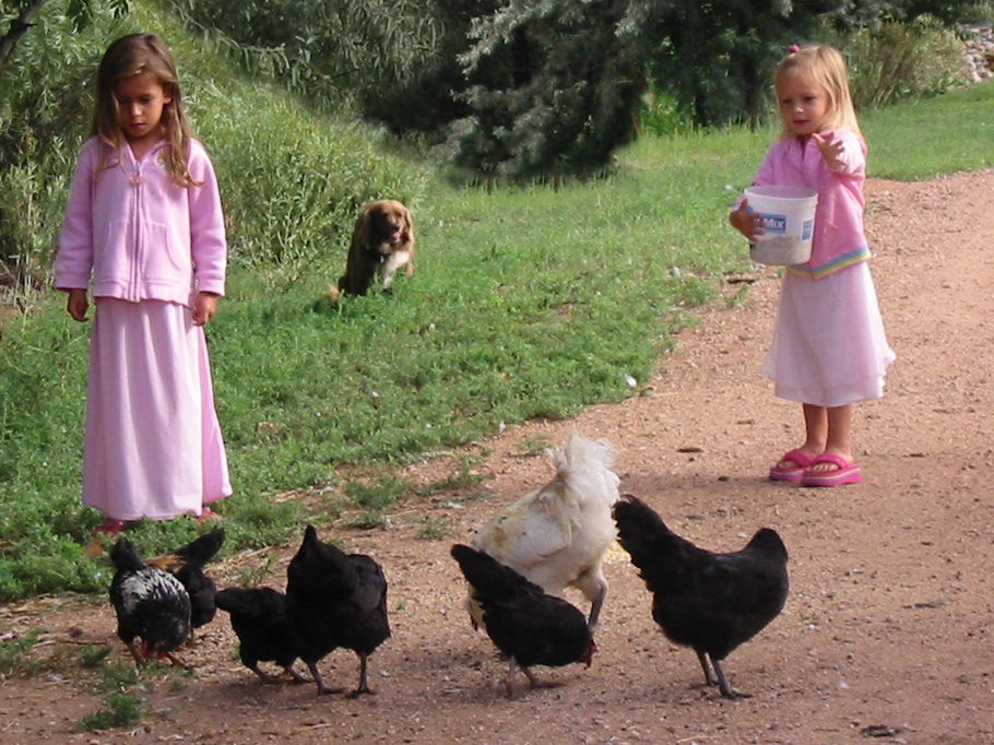 Kids Feeding Chickens at Canon City Florence Colorado Bed Breakfast