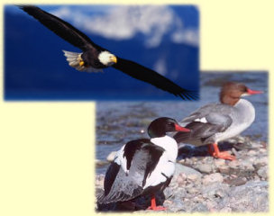 Canon City Florence Colorado Bed Breakfast Bald Eagle Merganser Canon City Florence Colorado Bed Breakfast Bald Eagle Merganser
