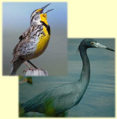 Canon City Florence Colorado Bed Breakfast Meadowlark Heron Canon City Florence Colorado Bed Breakfast Meadowlark Heron