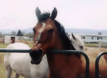 Horses Welcome at Canon City Florence Colorado Bed Breakfast Horses Welcome at Canon City Florence Colorado Bed Breakfast