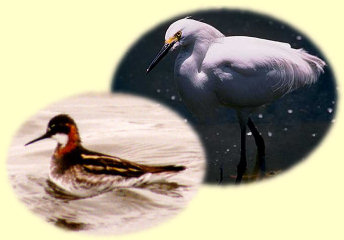 Phalarope Egret at Canon City Florence Colorado Bed Breakfast