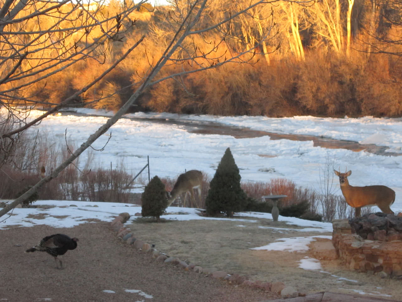 11 Deer N Turkey at Sunrise at Canon City Florence Colorado Bed Breakfast