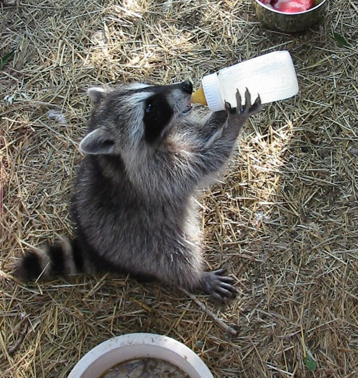 13 Buster Drinking From Bottle at Canon City Florence Colorado Bed Breakfast 13 Buster Drinking From Bottle at Canon City Florence Colorado Bed Breakfast