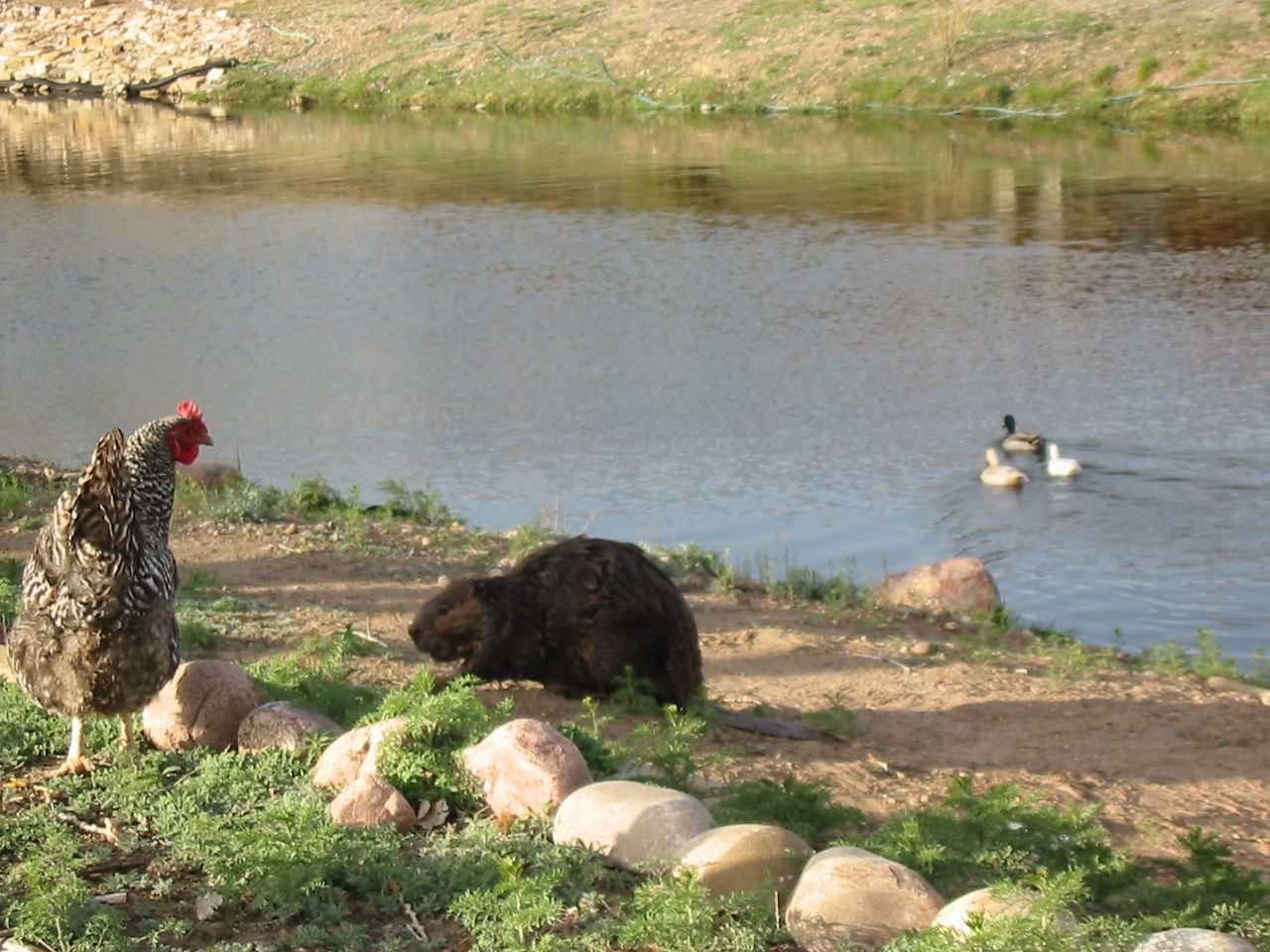 14 Beaver n Chicken at Canon City Florence Colorado Bed Breakfast