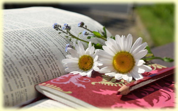 Daisies on a Book at Canon City Florence Colorado Bed Breakfast