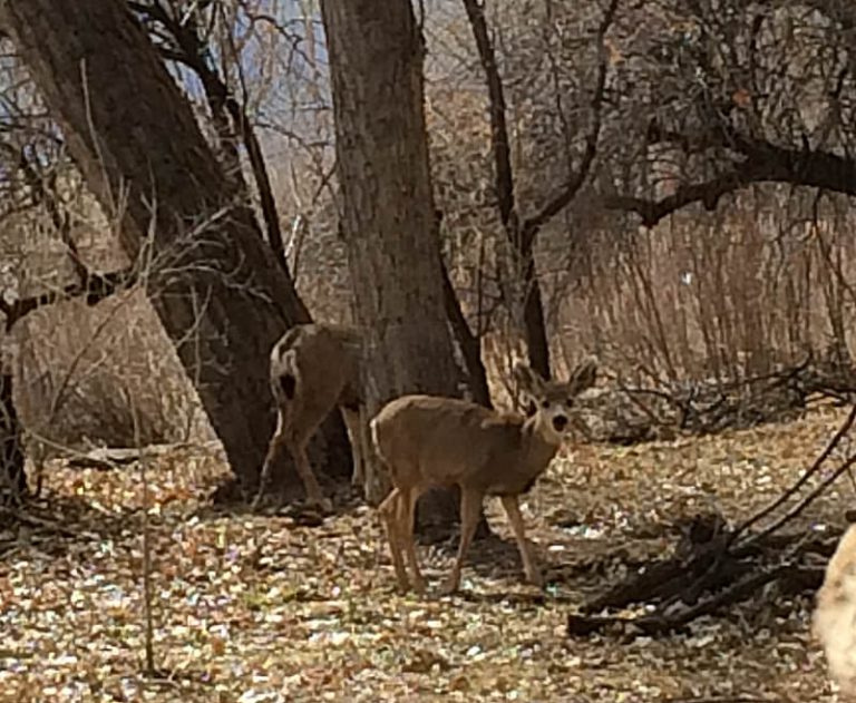 deed at cottonwood camp