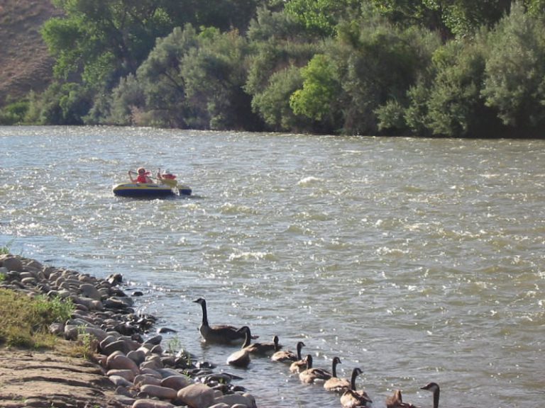 rafters with geese